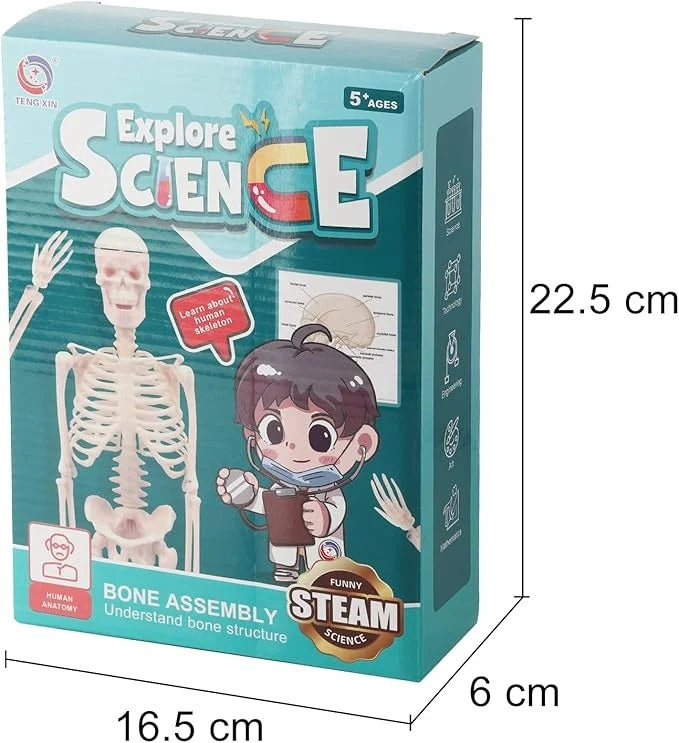 Teng Xin - Explore Science Bone Assembly