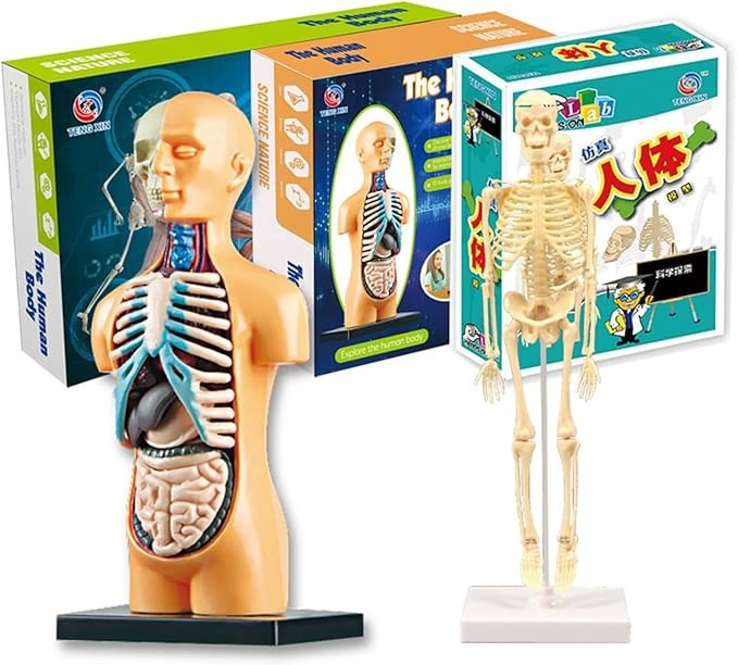 Teng Xin - Explore Science Bone Assembly