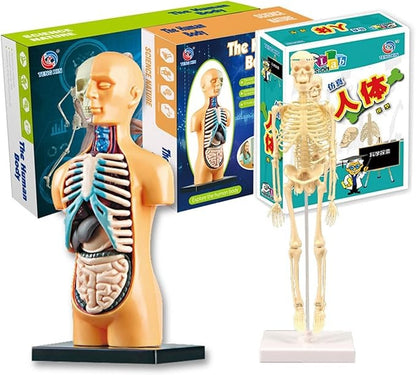 Teng Xin - Explore Science Bone Assembly