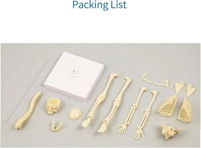 Teng Xin - Explore Science Bone Assembly